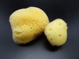 Largest and smallest Sea Sponge